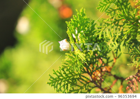 Konotegashiwa 水果和種子 96353694