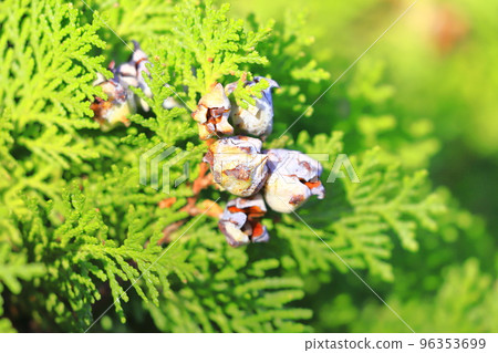 Konotegashiwa fruit and seeds 96353699