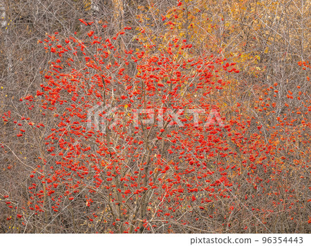 A bunch of red rowan in autumn leaves. A bunch of red rowan in autumn leaves. 96354443