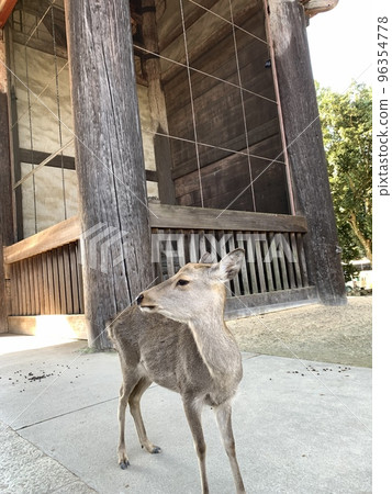 一隻鹿 一隻鹿 96354778