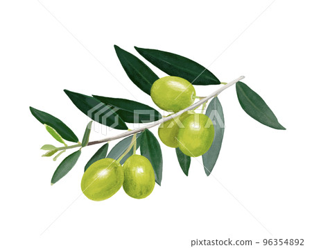 橄欖（未成熟） 96354892