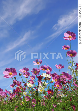 Cosmos flower Cosmos flower 96355212