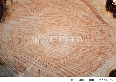 Hinoki (cypress) thinnings and annual rings 96355270