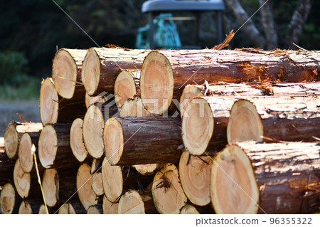 Autumn thinning wood, Hinoki (Japanese cypress) 96355322