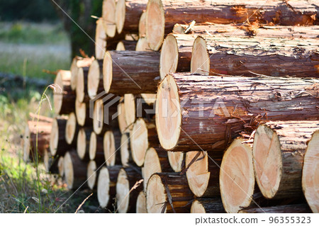 Autumn thinning wood, Hinoki (Japanese cypress) 96355323
