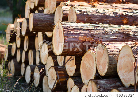 Autumn thinning wood, Hinoki (Japanese cypress) 96355324