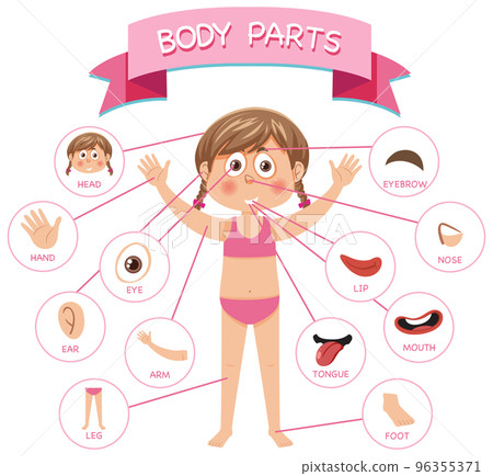 Body parts with vocabulary 96355371