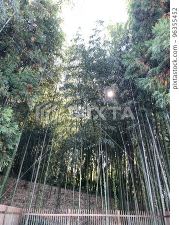  Bamboo grove 96355452