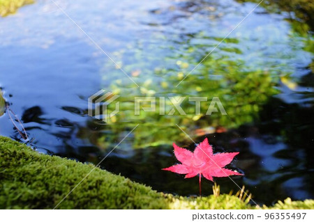 A leaf that fell on the surface of the water A leaf that fell on the surface of the water 96355497