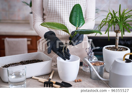 Woman planting Ficus elastica Rooted cutting at home Woman planting Ficus elastica Rooted cutting at home 96355527