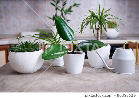 Ficus elastica and other house plants on concrete table at home Ficus elastica and other house plants on concrete table at home 96355529