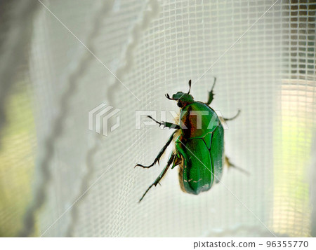 A large green beetle crawls up the lace curtains A large green beetle crawls up the lace curtains 96355770