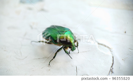 A big green beetle on an old cracked white windowsill 96355820