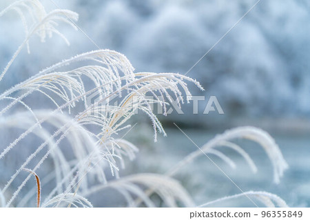 [Winter material] Japanese pampas grass covered with hoarfrost [Nagano Prefecture] 96355849