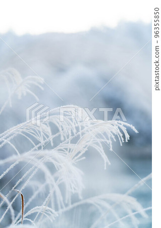 [冬季材料]覆蓋著白霜的蒲葦[長野縣] 96355850