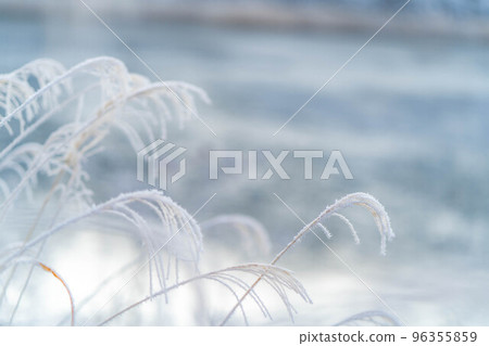 [Winter material] Japanese pampas grass covered with hoarfrost [Nagano Prefecture] 96355859
