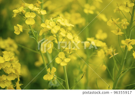 油菜花特寫 96355917