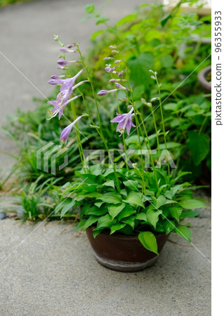 A potted plant 96355933