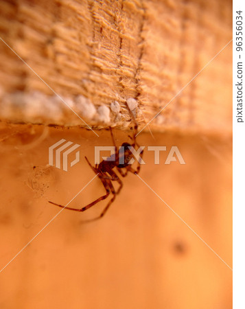 Spider close-up hanging under a wooden ceiling 96356034
