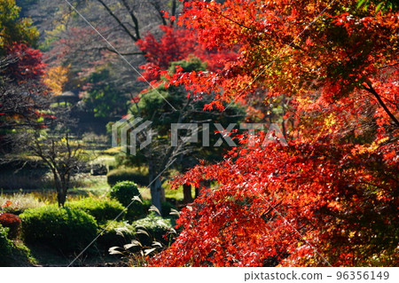 東京町田市藥師池公園秋葉風光 東京町田市藥師池公園秋葉風光 96356149