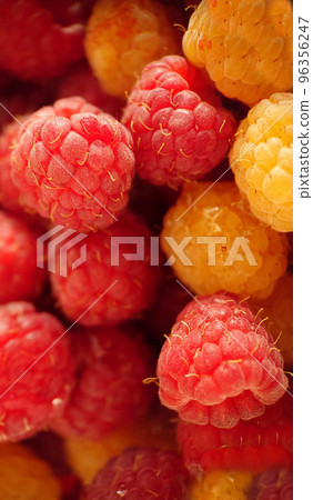 A handful of ripe garden red and yellow raspberries close-up 96356247
