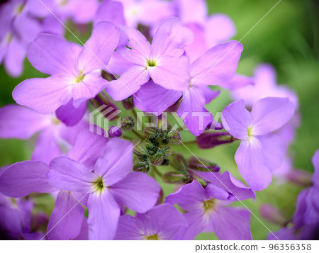 Lilac phlox blooms in the garden in spring close-up Lilac phlox blooms in the garden in spring close-up 96356358