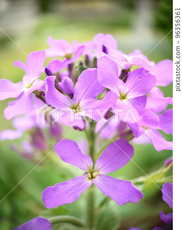 In the spring outdoors blooming lilac phlox with a green center close-up In the spring outdoors blooming lilac phlox with a green center close-up 96356361