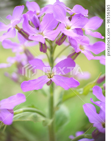 Blooming lilac phlox flowers in the garden close-up 96356365