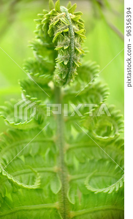 Developing leaf of a green fern close-up 96356394