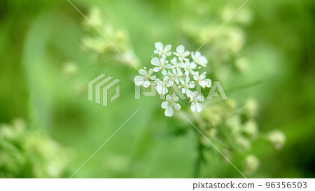 Common yarrow on a green blurred floral background 96356503
