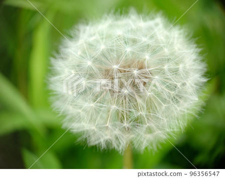 Spherical head of a ripe dandelion close-up Spherical head of a ripe dandelion close-up 96356547