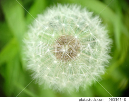 Spherical head of a ripe dandelion in green grass Spherical head of a ripe dandelion in green grass 96356548
