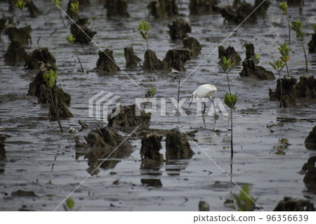小白鷺（沖繩） 96356639