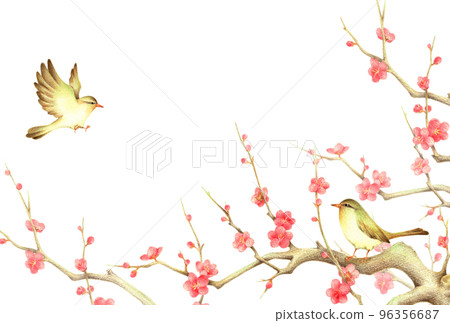 Background of Japanese nightingale perched on a branch of red plum and Japanese nightingale flapping horizontal hand-drawn colored pencil drawing 96356687