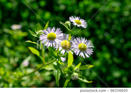 信濃川和安良木堤岸上的姬城園 96356695