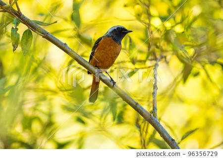 Jaubitaki（男） 96356729