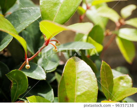checkerberry flower buds checkerberry flower buds 96357138