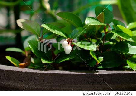 Checkered berry flowers 96357142