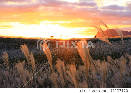 Soni Highland: A colony of Japanese pampas grass at sunset 96357170
