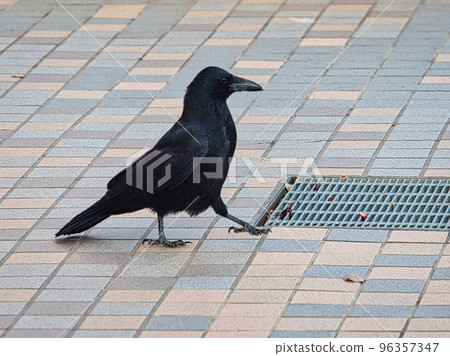 走在城市人行道上的腐肉烏鴉 96357347