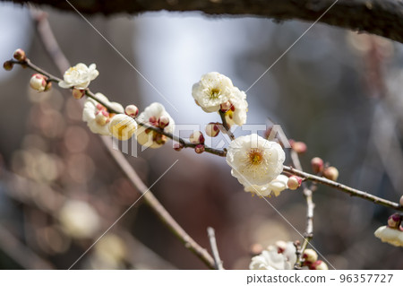 Plum (Tamabotan) 96357727