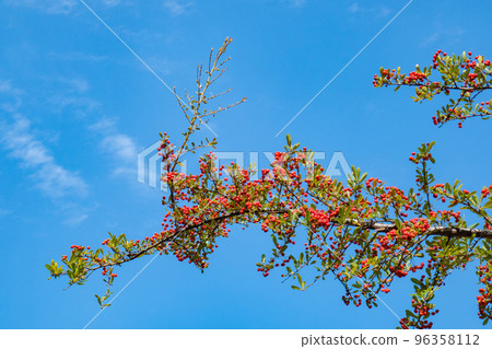 A small red fruit that shines in the blue sky 96358112