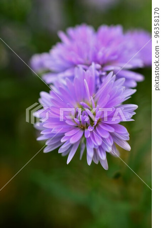Double Peacock Aster Purple 96358170