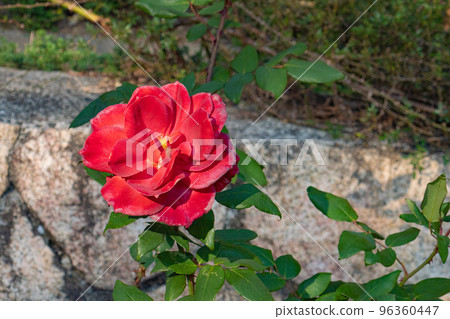 神戶布引香草園玫瑰園 神戶布引香草園玫瑰園 96360447
