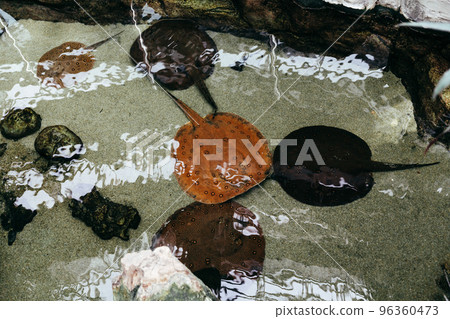 eye - tailed Stingray,river Stingray, lat. Potamotrygon motoro. 96360473