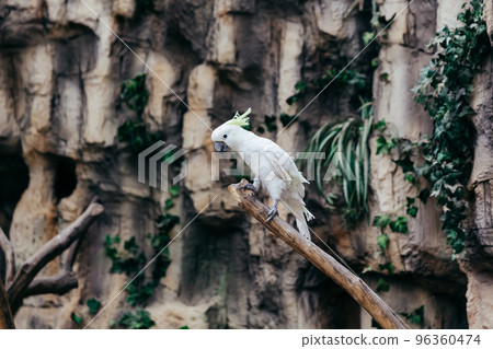 small yellow-crested cockatoo . photo with copy - space. Cacatua sulphurea. small yellow-crested cockatoo . photo with copy - space. Cacatua sulphurea. 96360474