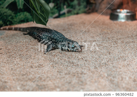 Golden Tagu Lizard in a large terrarium. Golden Tagu Lizard in a large terrarium. 96360482