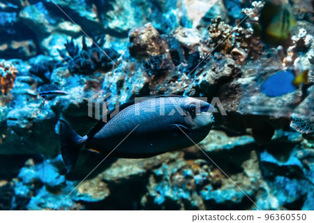 fish at the bottom of a marine aquarium. 96360550