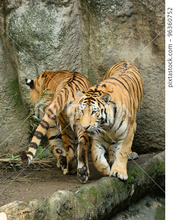 Amur tiger brothers passing each other 96360752