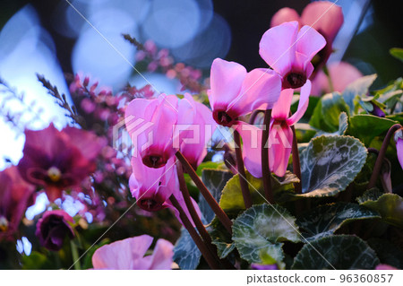 開花在花壇的桃紅色仙客來花 96360857